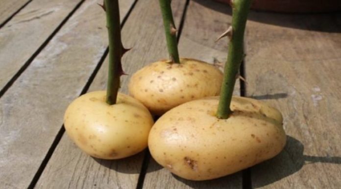 Hast du schon mal einen Rosenstängel in eine Kartoffel gesteckt? Guck dir mal an was in einer Woche passiert ist!