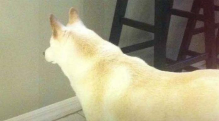 Man installs camera after dog stares at a spot on the wall for days