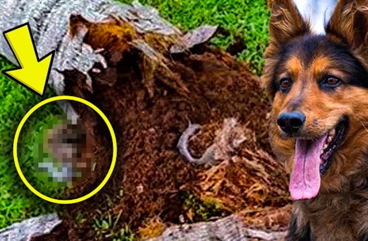 Retired police dog makes an interesting discovery with the help of its owner