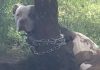 Man finds a pit bull tied to a tree and reads the letter lying next to it
