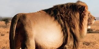 This Lion Was Spotted In The Wild – Vet Is Shocked When He Realizes Why It Is So Huge