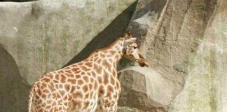 This Giraffe Was Spotted In The Wild – Vet Is Shocked When He Realizes Why It Is So Huge
