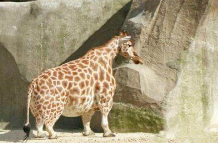 This Giraffe Was Spotted In The Wild – Vet Is Shocked When He Realizes Why It Is So Huge