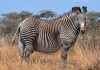 This Zebra Was Spotted In The Wild – Vet Is Shocked When He Realizes Why It Is So Huge