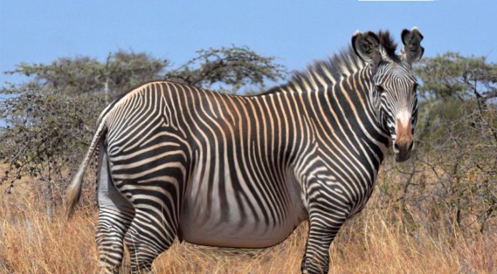 This Zebra Was Spotted In The Wild – Vet Is Shocked When He Realizes Why It Is So Huge