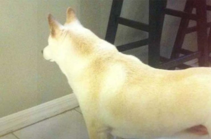 Man installs camera after dog stares at a spot on the wall for days