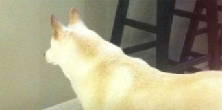L’uomo installa una telecamera dopo che il cane fissa un punto sul muro per giorni