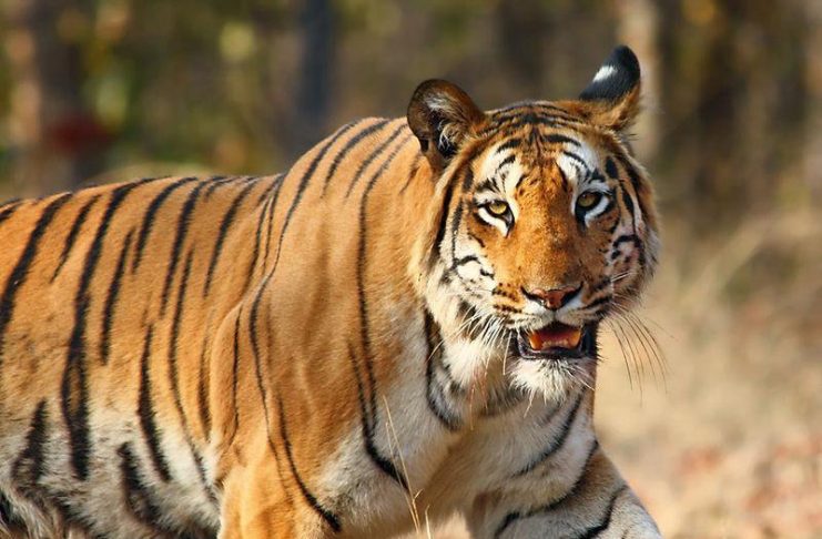 8 Stunning Stories Of Animals Who Took Revenge On Humans
