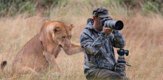 Lion Asks Photographer For Help – Wait Until You Find Out Why