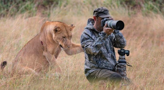 Lion Asks Photographer For Help – Wait Until You Find Out Why