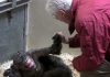 Heartwarming Video: This 59-Year Old Chimpanzee Says Goodbye To An Old Friend