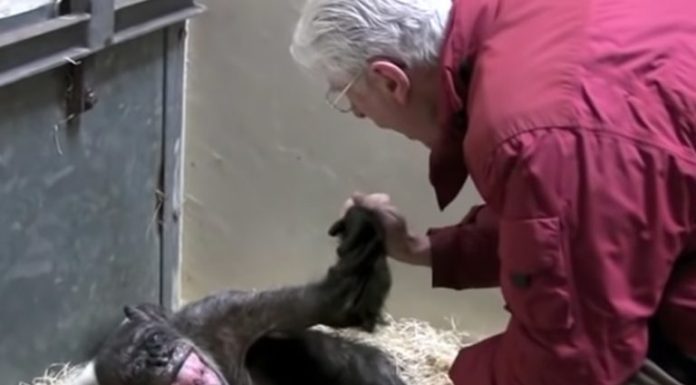 Heartwarming Video: This 59-Year Old Chimpanzee Says Goodbye To An Old Friend