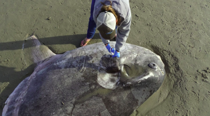 Scientists Struggle To Explain The Massive Creature That Washed Up On A Popular Beach