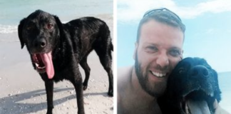 Man Is Heartbroken After An Innocent Day At The Beach Cost Him His Best Friend