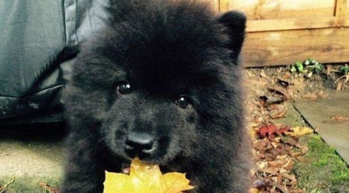 新しい犬を獣医に連れて行ったら即座に警察を呼ばれた話