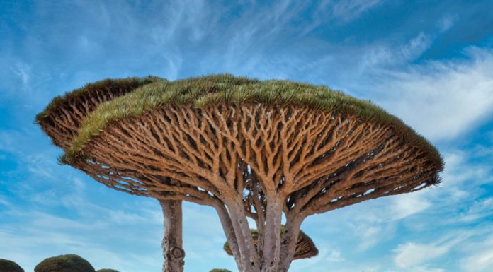 Take A Look At These Plants Found Around The Globe