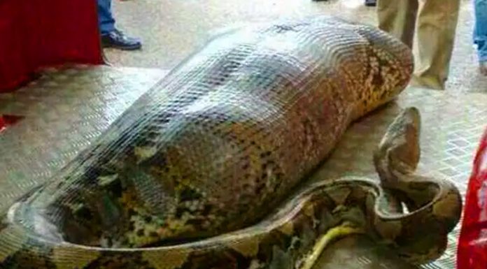 ¡Estos trabajadores encontraron una serpiente gigante – no creerás lo que encontraron dentro!