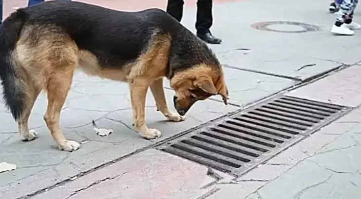 Dog looks Into Storm Drain Every Day – Bystanders Are Suprised When They Open It