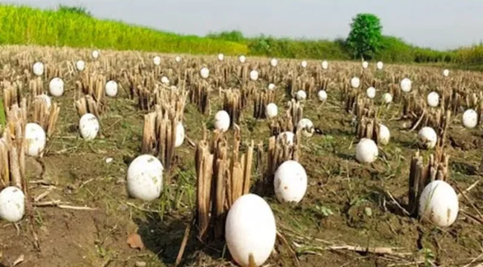 Un fermier găsește sute de ouă ciudate în culturile sale – dar când acestea eclozează, izbucnește în lacrimi