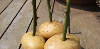 Забийте стъбло на роза в картоф и вижте какво ще се случи седмица по-късно! Удивително!